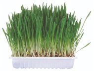 Trixie Grass for Rodents in a Bowl 100g - Dietary Supplement for Rodents