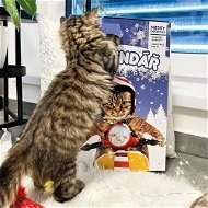 Akinu Adventní kalendář pro kočky 170 g - Advent Calendar for Cats