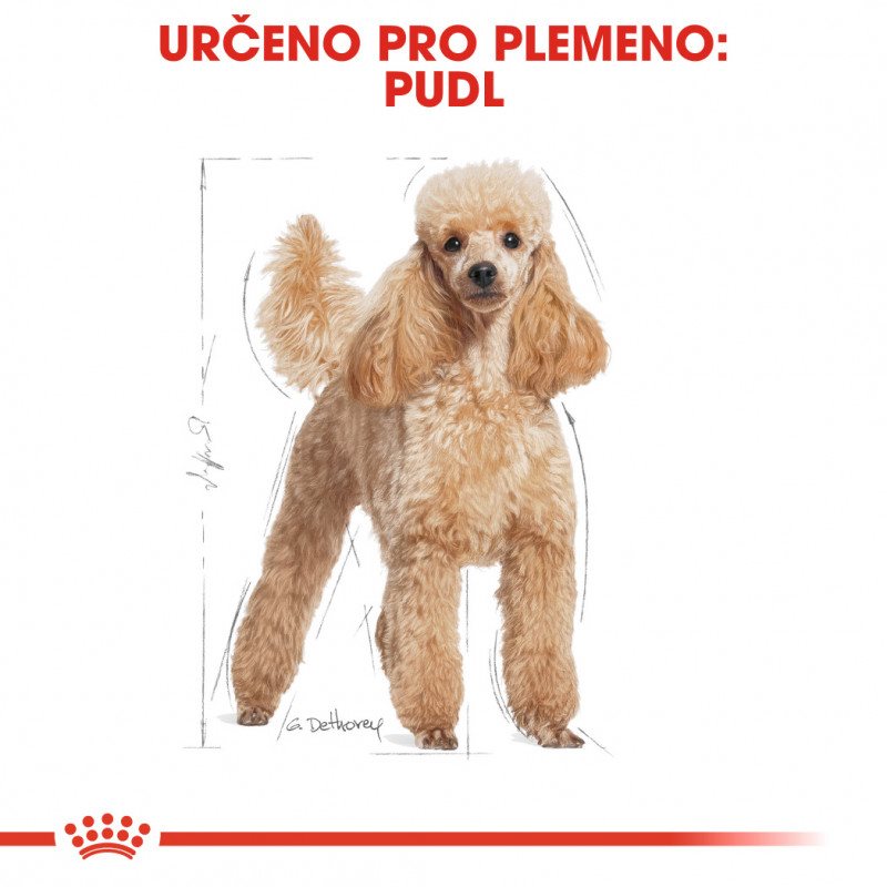 Royal best sale canin poodle