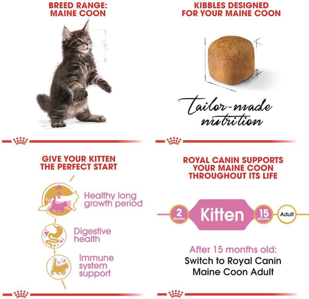 Royal canin clearance maine coon kitten