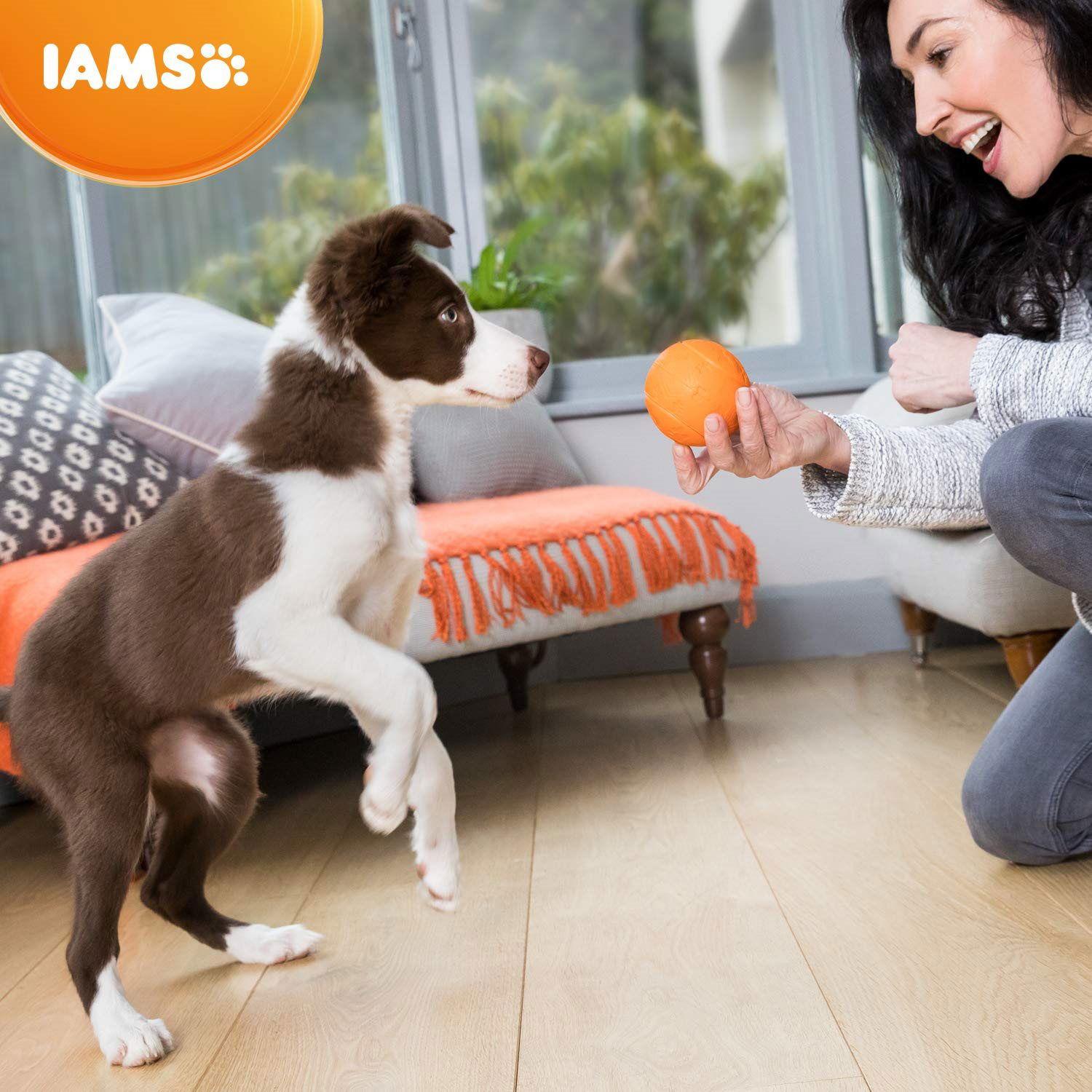 Iams 12kg best sale