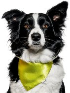 Chiweto Jackie L, Neon Green - Dog Scarves
