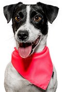 Chiweto Lady M, Pink Neon - Dog Scarves