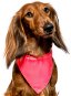 Chiweto Lady L, Neon Pink - Dog Scarves