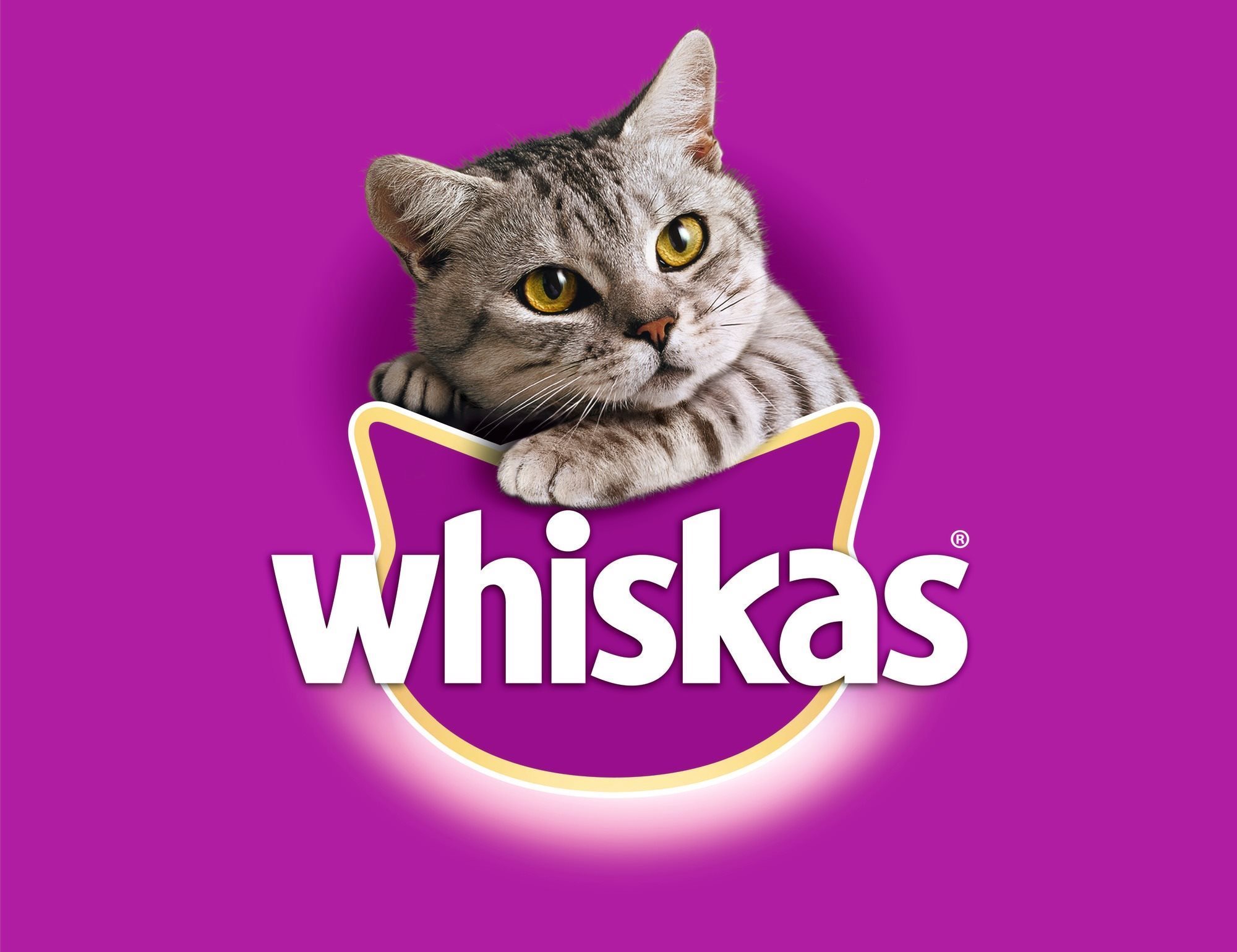 Whiskas casserole on sale