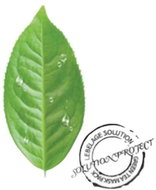 LEBELAGE Green Tea Solution Mask Pack 25 g - Face Mask