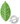 Green Tea Solution Mask Pack 25 g