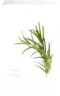 MIXSOON Daily Mask Pack Tuesday Glass Skin 20 ml - Face Mask