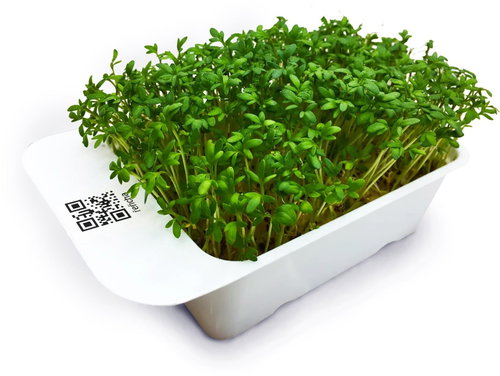 Microgreens by Leaf Learn watercress - Seedling Planter - Main image