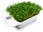 Microgreens by Leaf Learn watercress - Seedling Planter