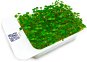 Microgreens by Leaf Learn arugula - Seedling Planter