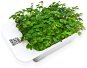 Microgreens by Leaf Learn mustard - Seedling Planter