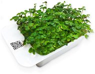Microgreens by Leaf Learn horčica - Sadenice