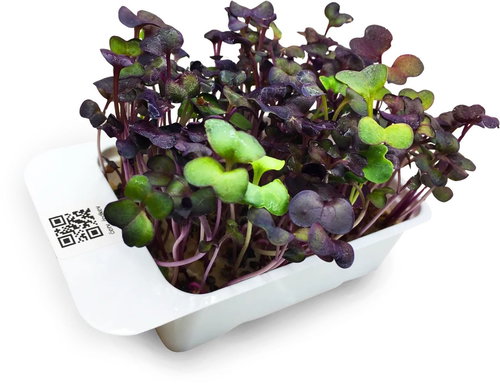 Microgreens by Leaf Learn red radish - Seedling Planter - Main image