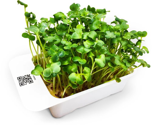 Microgreens by Leaf Learn daikon - Seedling Planter - Main image