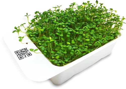 Microgreens by Leaf Learn clover - Seedling Planter - Main image