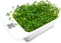 Microgreens by Leaf Learn clover - Seedling Planter