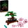 10281 Bonsai fa
