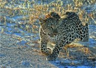 Ravensburger Leopard - Jigsaw