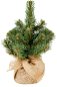 LAALU Vianočný stromček Narnie v kvetináči 25 cm - Vianočný stromček