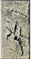 BACK TO NATURE SLIM-LINE 50 C White Limestone 20 × 45 cm - Aquarium Background