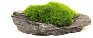 DENNERLE Aegagropila Slate Rock 8 × 6 × 3 cm - Aquarium Decoration