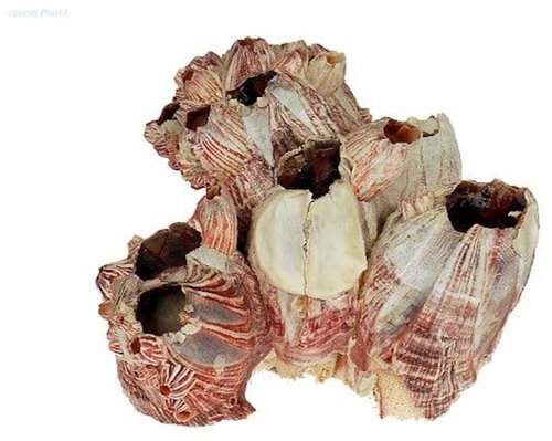 MACENAUER mušle Barnacle 10-15 cm - Aquarium Decoration - Main image