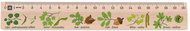 METRIE Didakt M02 wooden, deciduous trees, 20 cm - Ruler