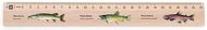 METRIE Didakt M07 wooden, with fish motif, 25 cm - Ruler