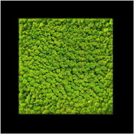 MossArtDeco Painting 50 × 50 cm, light green moss, black frame - Painting