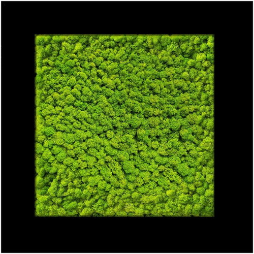 MossArtDeco Painting 50 × 50 cm, light green moss, black frame - Painting - Main image