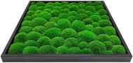 MossArtDeco Painting 50 × 50 cm, light green moss, frame - black - Painting