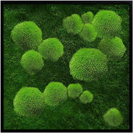 MossArtDeco Painting 50 × 50 cm, scoop and low light green moss, frame black - Painting