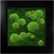 MossArtDeco Painting 50 × 50 cm, moss and low moss, black rough frame - Painting