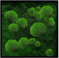 MossArtDeco Painting 50 × 50 cm, dark green mound and low moss, black frame - Painting