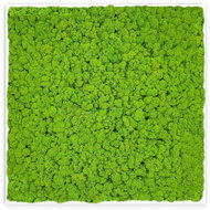 MossArtDeco Painting 50 × 50 cm, low light green moss, white thin frame - Painting