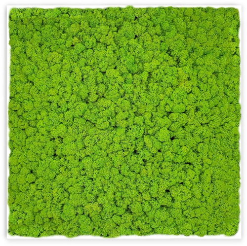 MossArtDeco Painting 50 × 50 cm, low light green moss, white thin frame - Painting - Main image