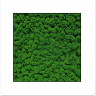 MossArtDeco Painting 50 × 50 cm, deep green moss, white wide frame - Painting
