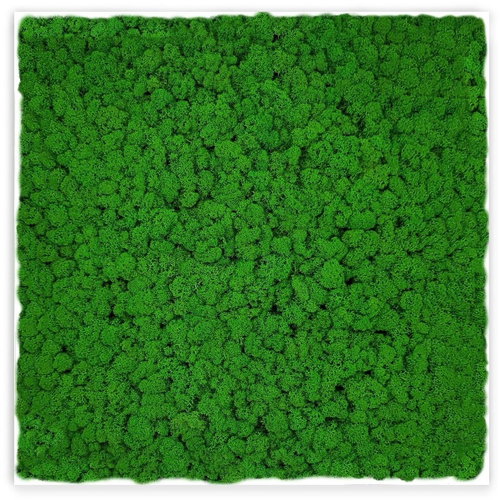 MossArtDeco Painting 50 × 50 cm, deep green low moss, white thin frame - Painting - Main image