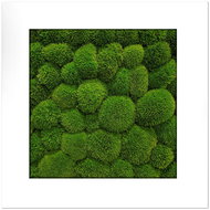 MossArtDeco Painting 50 × 50 cm, dark green moss, white wide frame - Painting