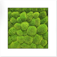 MossArtDeco Painting 50 × 50 cm, light green moss, white wide frame - Painting
