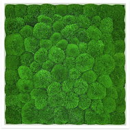 MossArtDeco Painting 50 × 50 cm, light green moss, white thin frame - Painting
