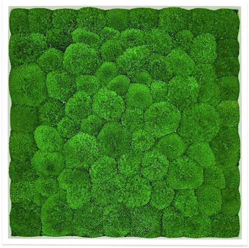 MossArtDeco Painting 50 × 50 cm, light green moss, white thin frame - Painting - Main image