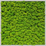 MossArtDeco Painting 50 × 50 cm, low light green moss, grey thin frame - Painting