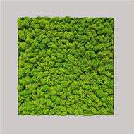 MossArtDeco Painting 50 × 50 cm, light green low moss, grey rough frame - Painting