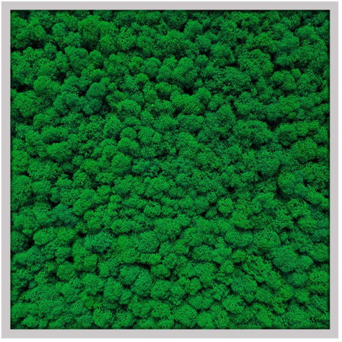 MossArtDeco Painting 50 × 50 cm, dark green moss, grey thin frame - Painting - Main image