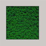 MossArtDeco Painting 50 × 50 cm, dark green low moss, grey rough frame - Painting
