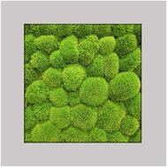 MossArtDeco Painting 50 × 50 cm, light green moss, grey rough frame - Painting