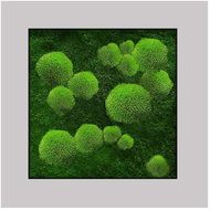 MossArtDeco Painting 50 × 50 cm, low moss with dark green moss, grey frame - Painting