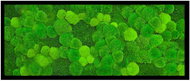 MossArtDeco Painting 110 × 60 cm, light green moss with low moss, black frame - Painting